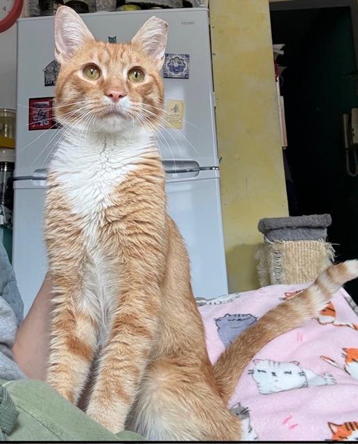 Enlarge Theo, a Adopted Domestic Short Hair in Dix Hills, NY image 5/6