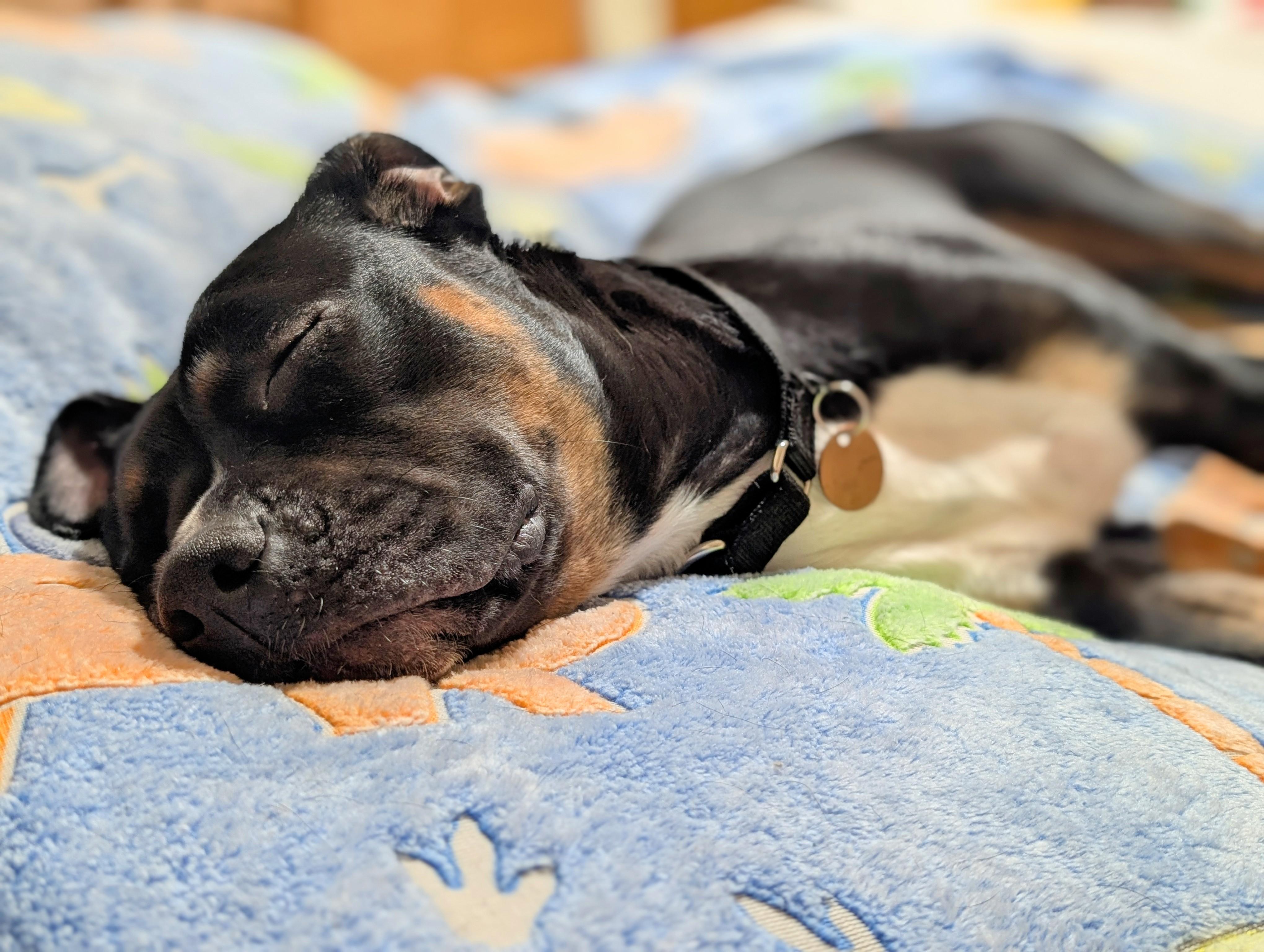 Enlarge Cleo, a ADOPTABLE Staffordshire Bull Terrier in Olympia, WA image 3/6