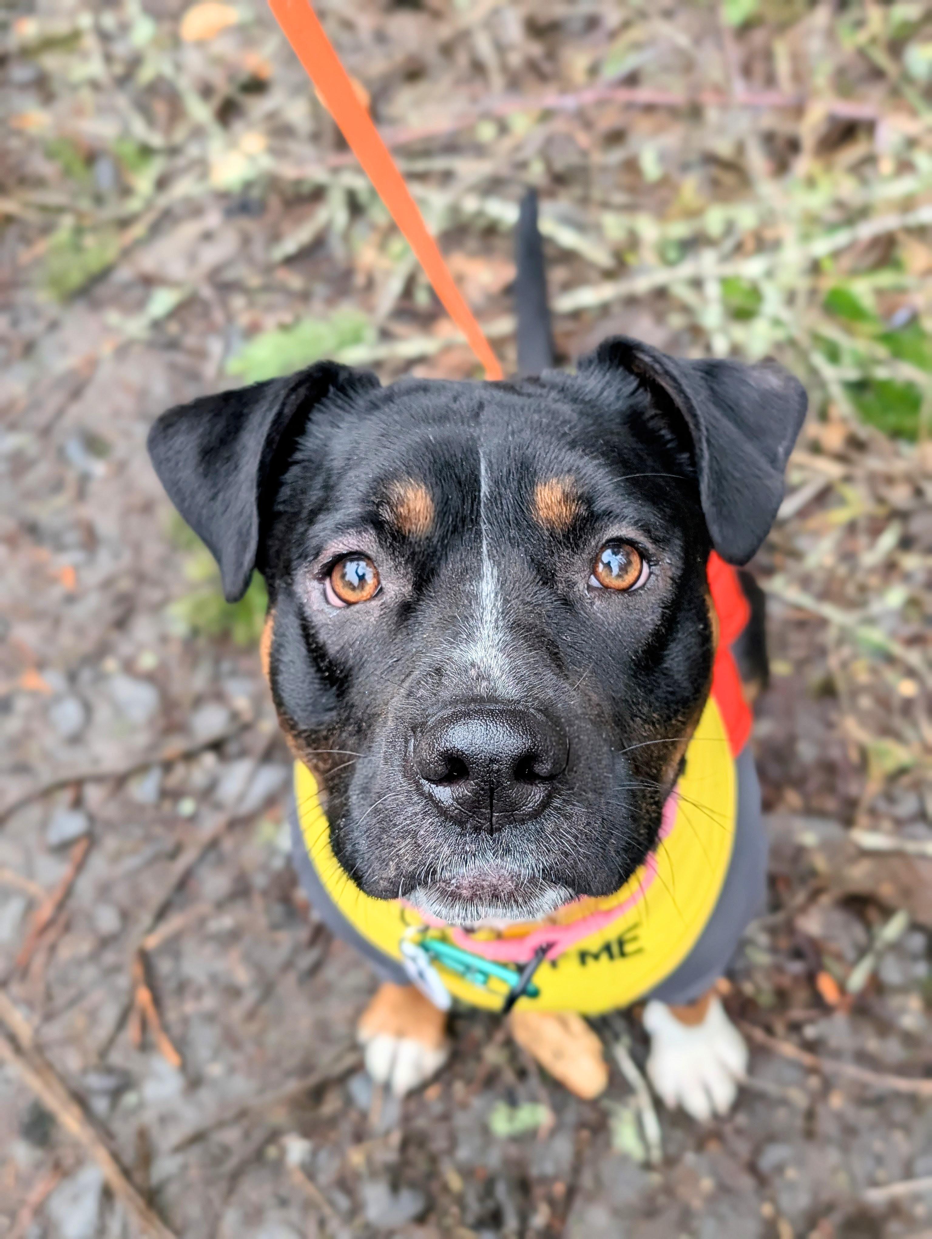 Enlarge Cleo, a ADOPTABLE Staffordshire Bull Terrier in Olympia, WA image 1/6