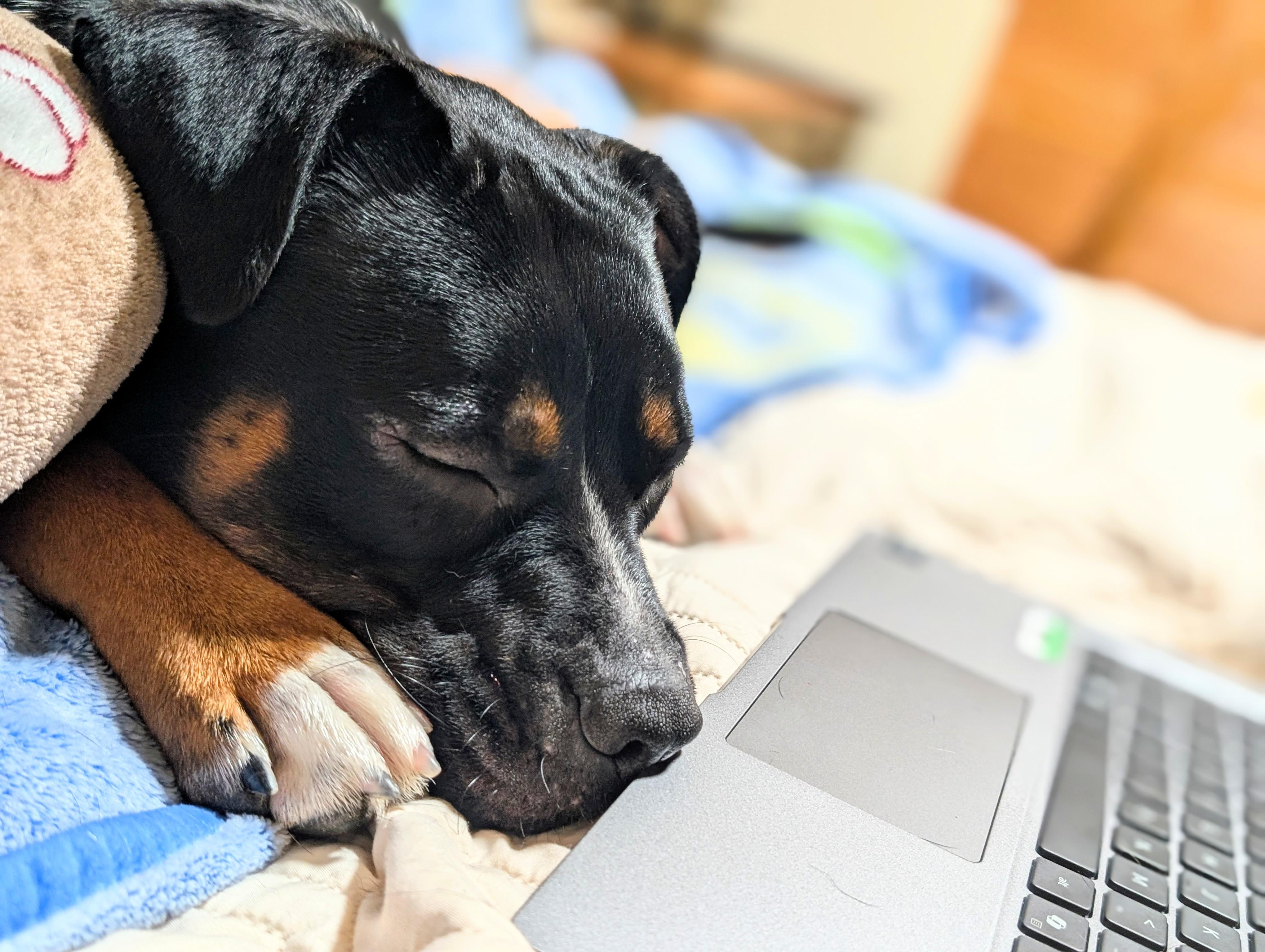 Enlarge Cleo, a ADOPTABLE Staffordshire Bull Terrier in Olympia, WA image 5/6