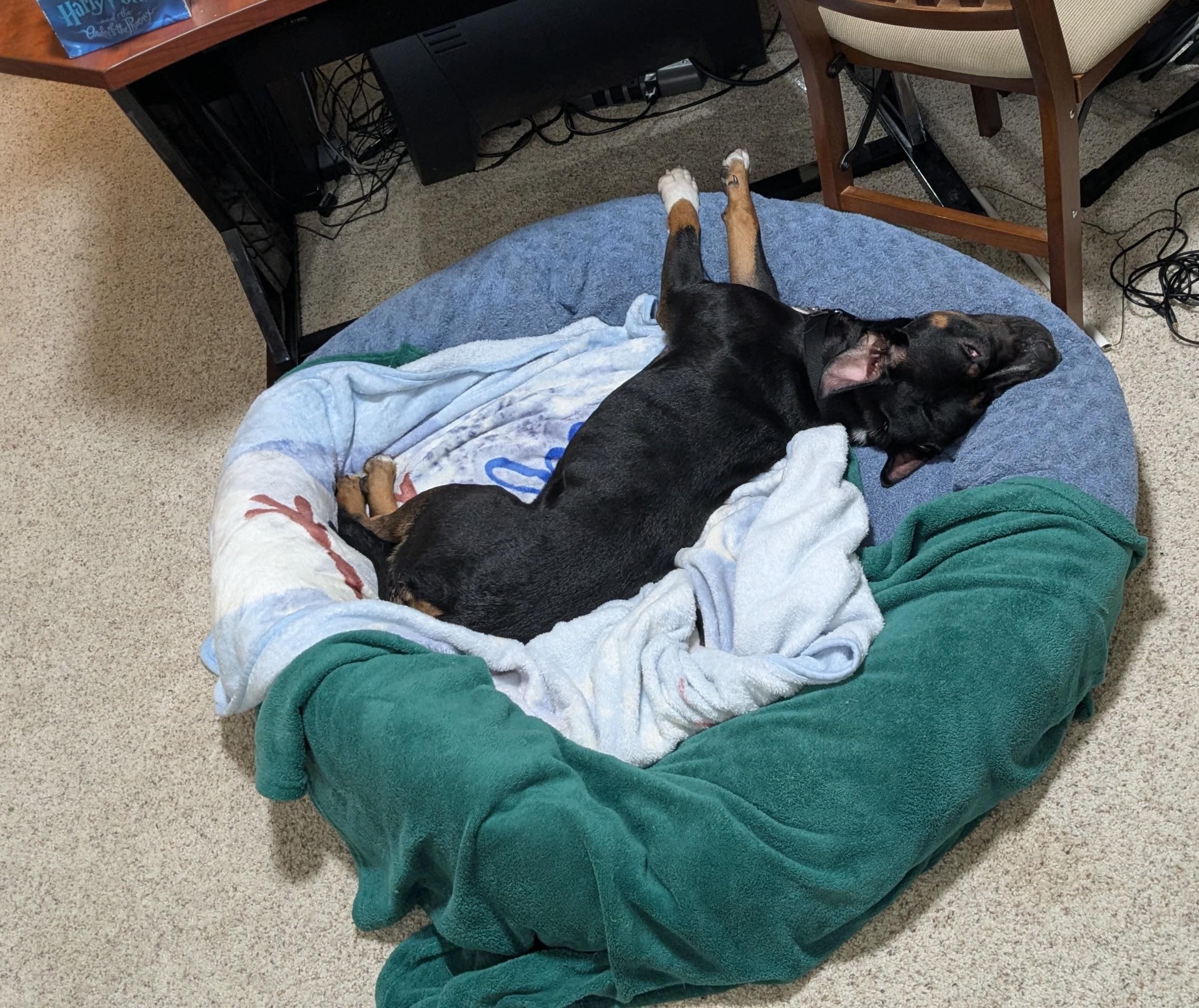 Enlarge Cleo, a ADOPTABLE Staffordshire Bull Terrier in Olympia, WA image 4/6