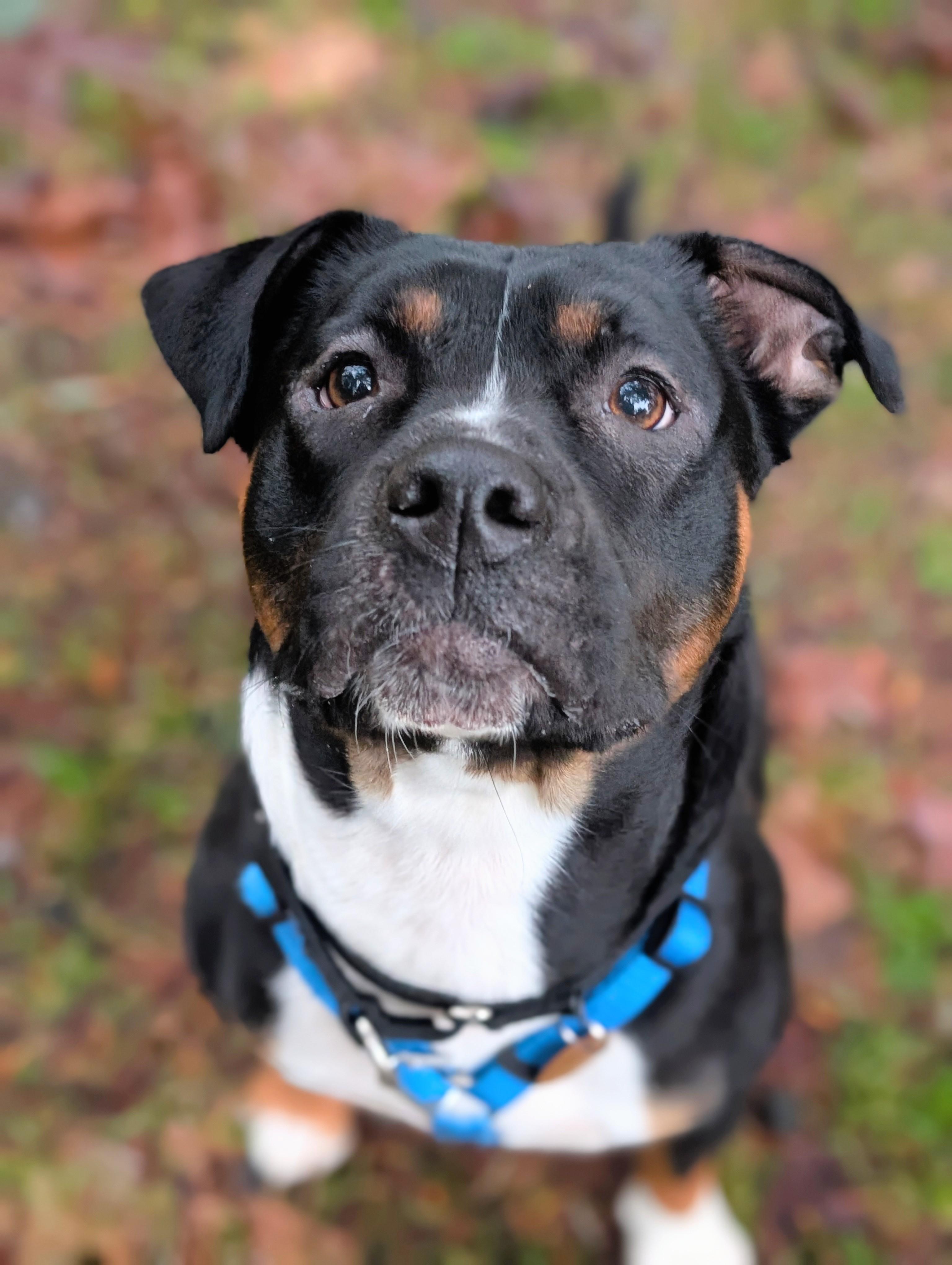 Enlarge Cleo, a ADOPTABLE Staffordshire Bull Terrier in Olympia, WA image 2/6