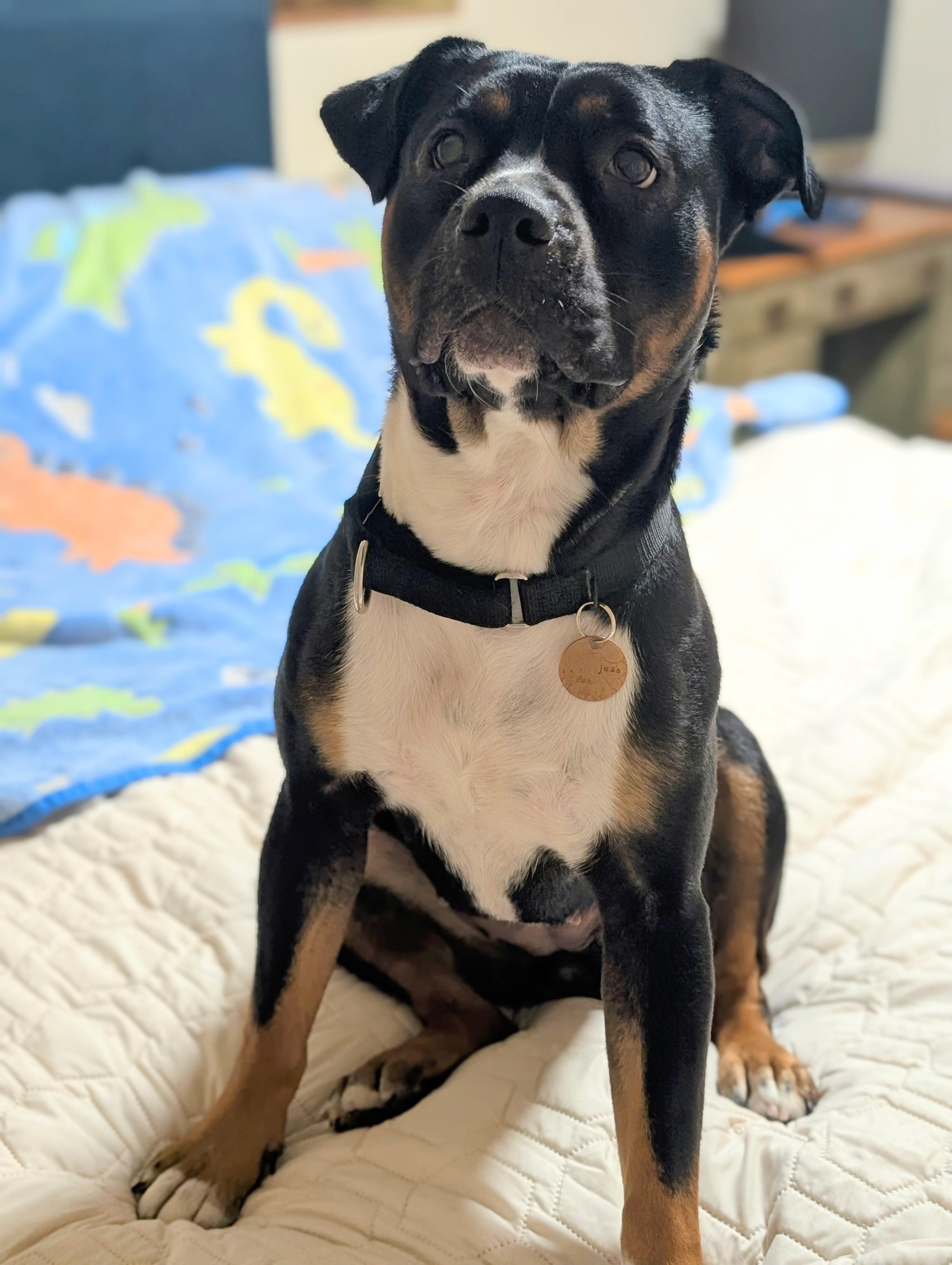 Enlarge Cleo, a ADOPTABLE Staffordshire Bull Terrier in Olympia, WA image 6/6