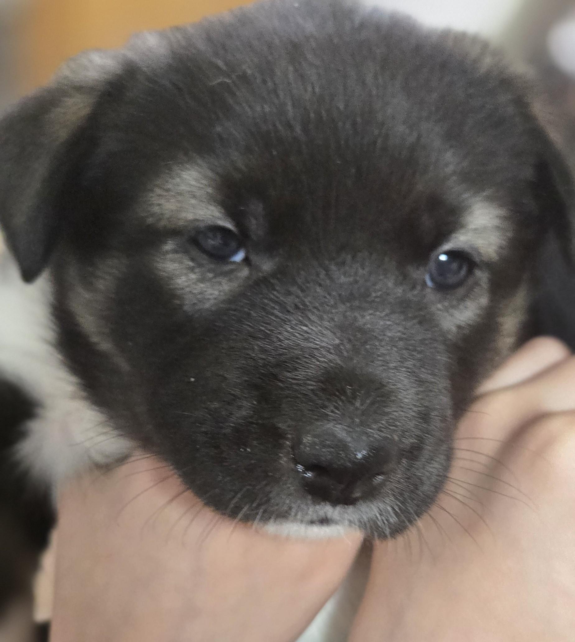 Oddball, adopted, Puppy Female Border Collie & Alaskan Malamute.