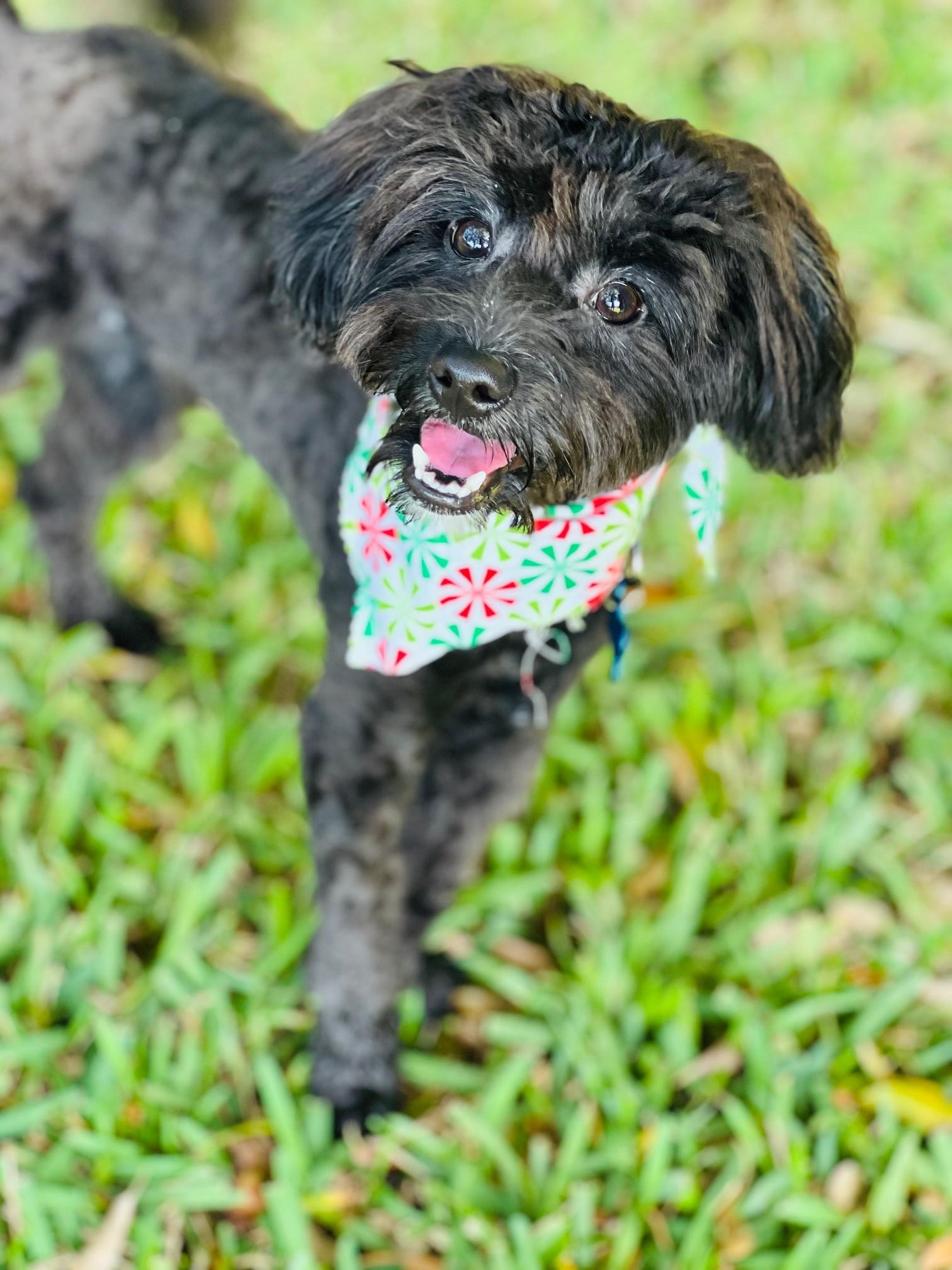 Enlarge Luke, an adopted mixed breed in Palm Harbor, FL image 1/3