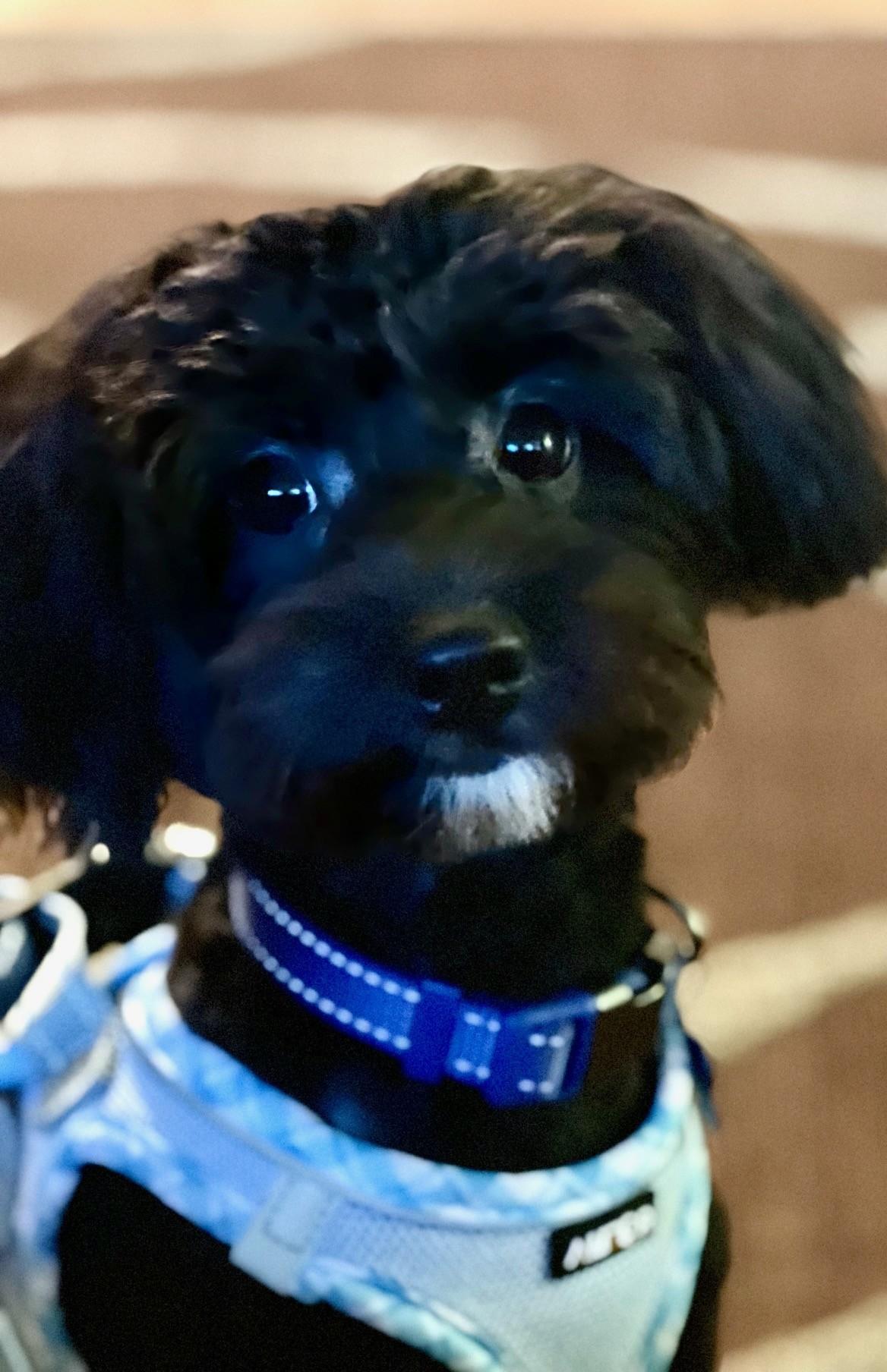 Enlarge Luke, an adopted mixed breed in Palm Harbor, FL image 3/3