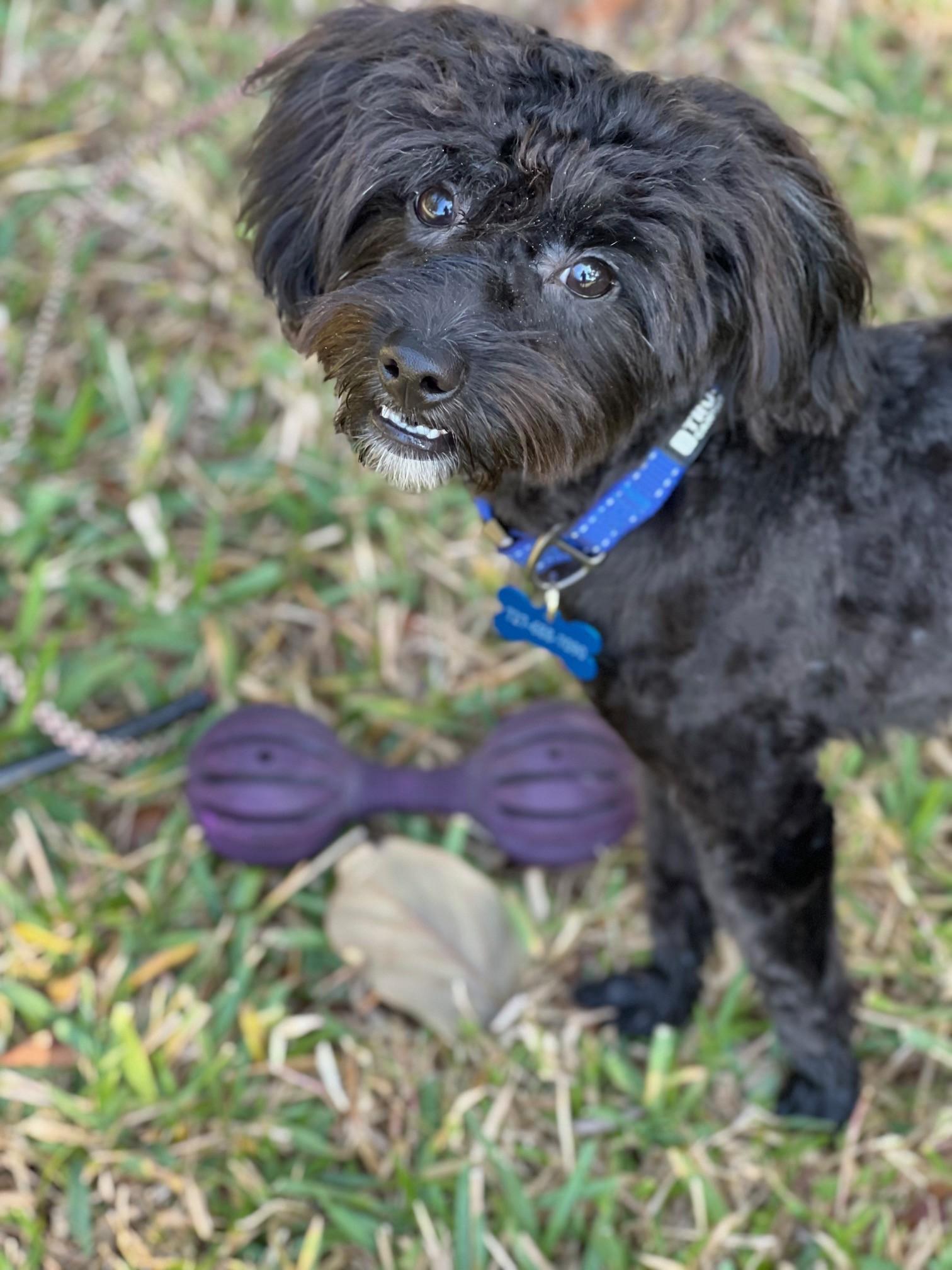 Enlarge Luke, an adopted mixed breed in Palm Harbor, FL image 2/3