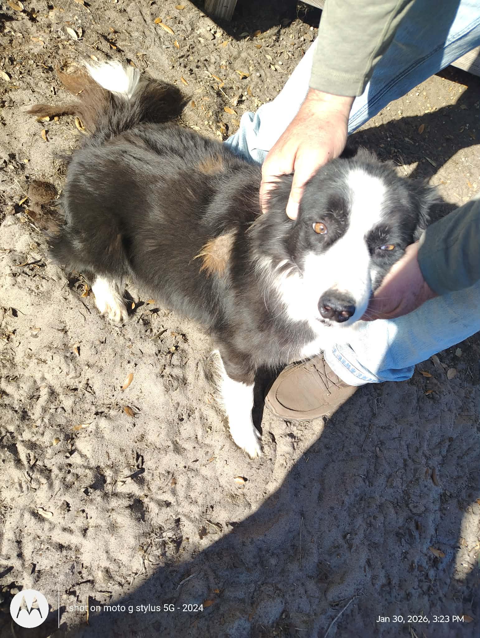 Remi, Adoptable, Adult Female Border Collie.