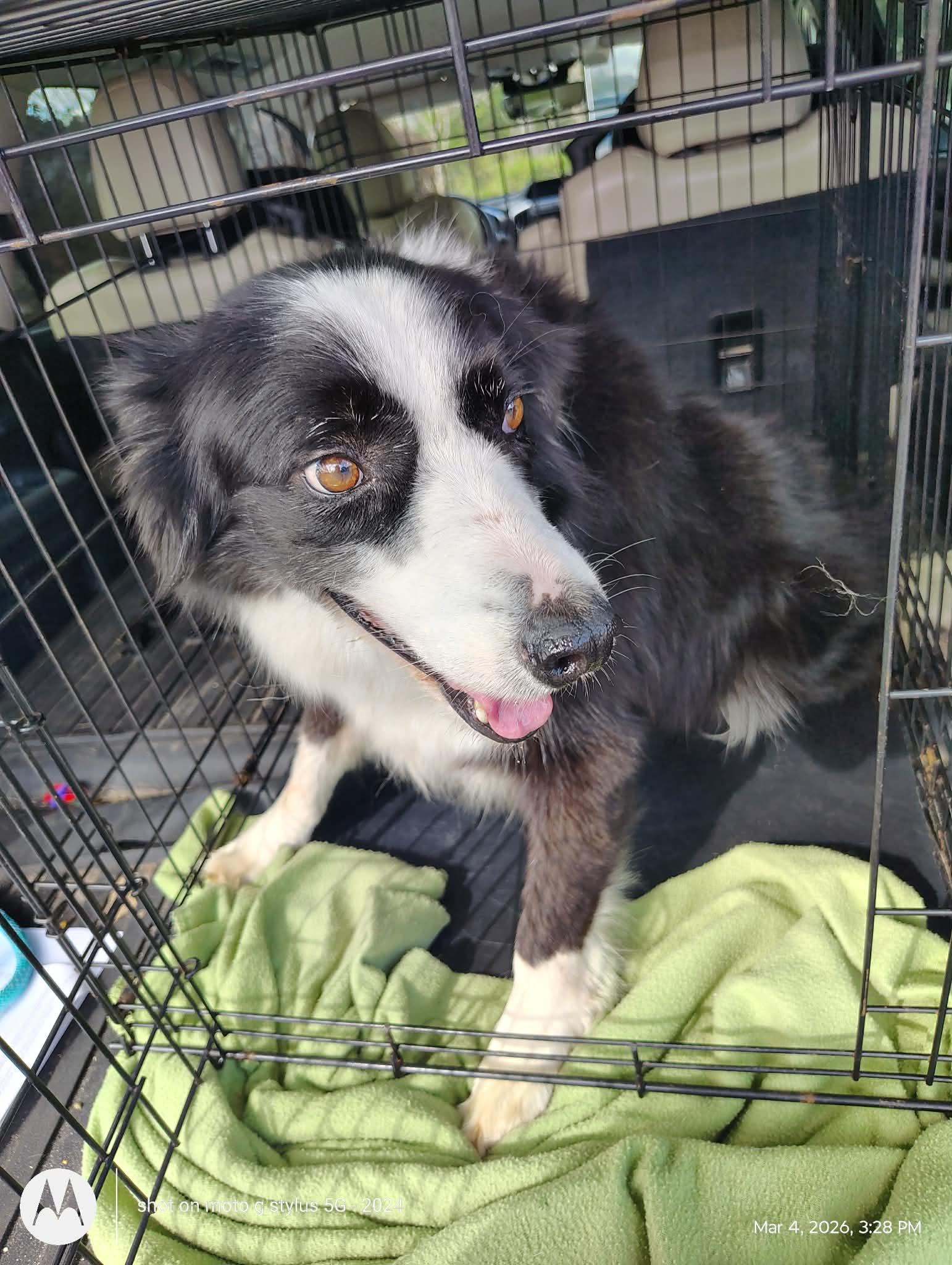 Enlarge Remi, a Adoptable Border Collie in Sanford, FL image 2/2