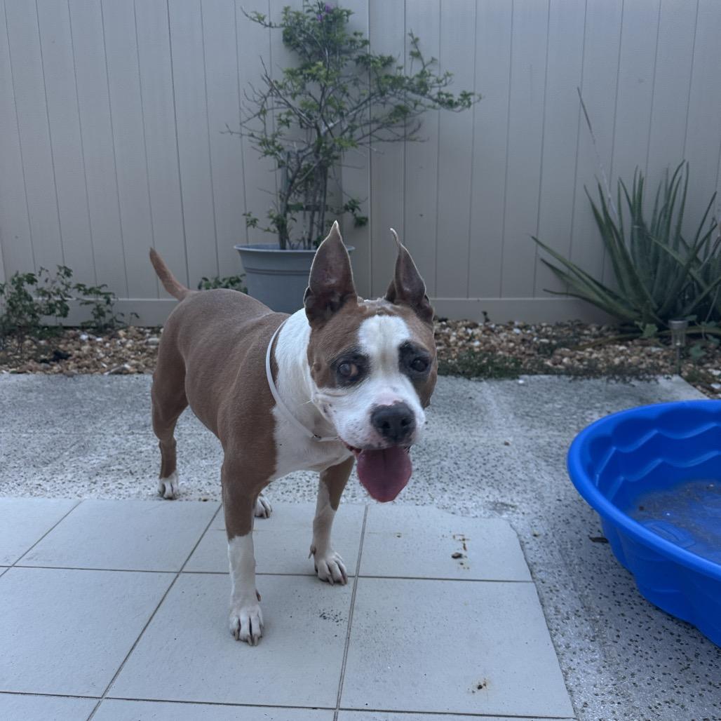 Linda, Adoptable, Senior Female Pit Bull Terrier.