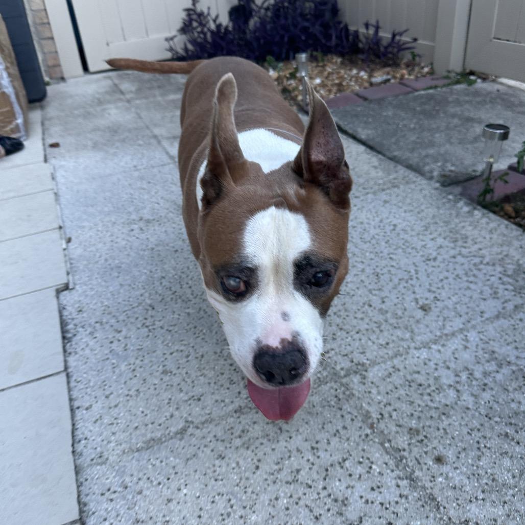 Enlarge Linda, a Adoptable Pit Bull Terrier in Hobe Sound, FL image 3/4