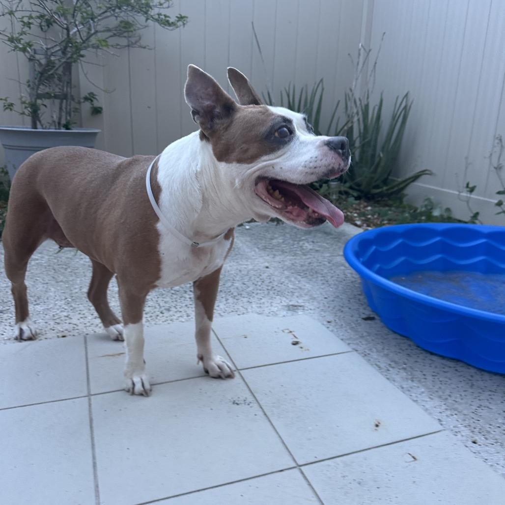Enlarge Linda, a Adoptable Pit Bull Terrier in Hobe Sound, FL image 4/4