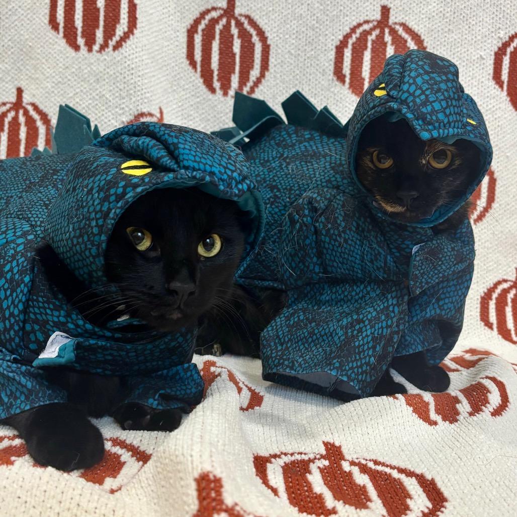 Enlarge Doodles, a Adoptable Domestic Short Hair in Plainfield, IL image 1/6