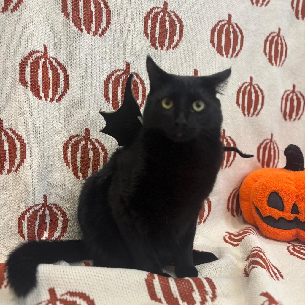 Enlarge Doodles, a Adoptable Domestic Short Hair in Plainfield, IL image 2/6