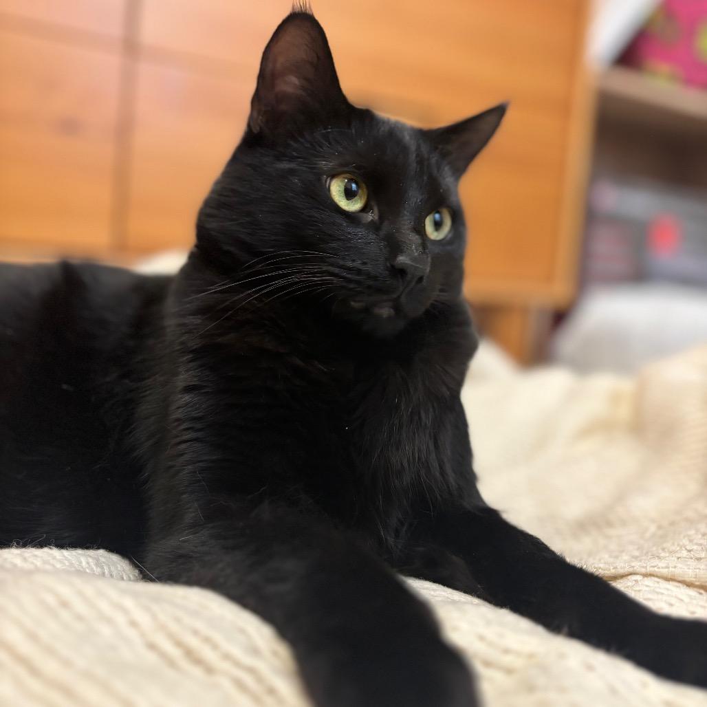 Enlarge Doodles, a Adoptable Domestic Short Hair in Plainfield, IL image 3/6