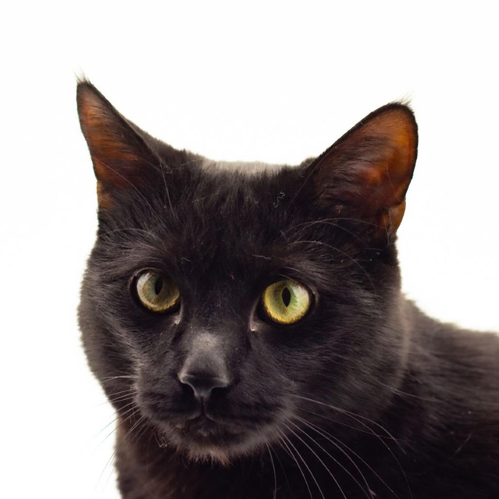 Enlarge Doodles, a Adoptable Domestic Short Hair in Plainfield, IL image 4/6