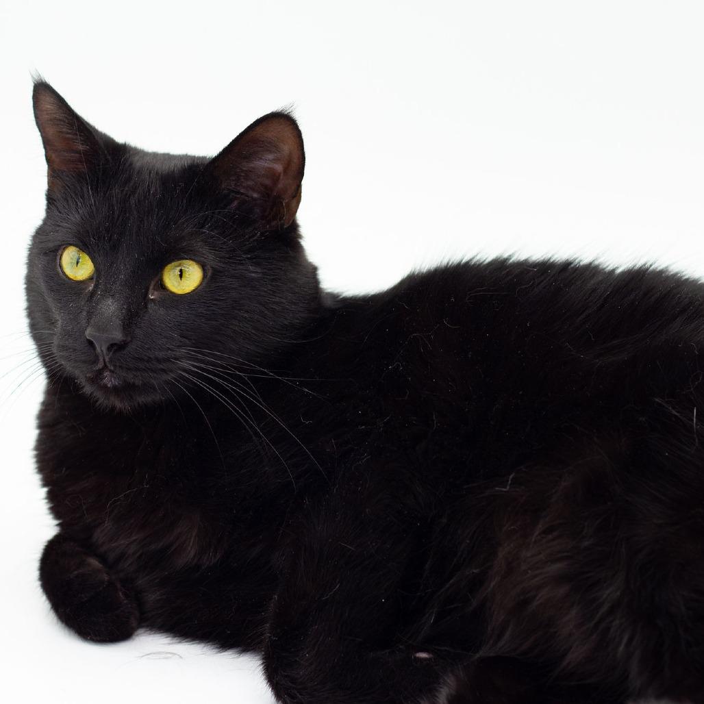 Enlarge Doodles, a Adoptable Domestic Short Hair in Plainfield, IL image 5/6