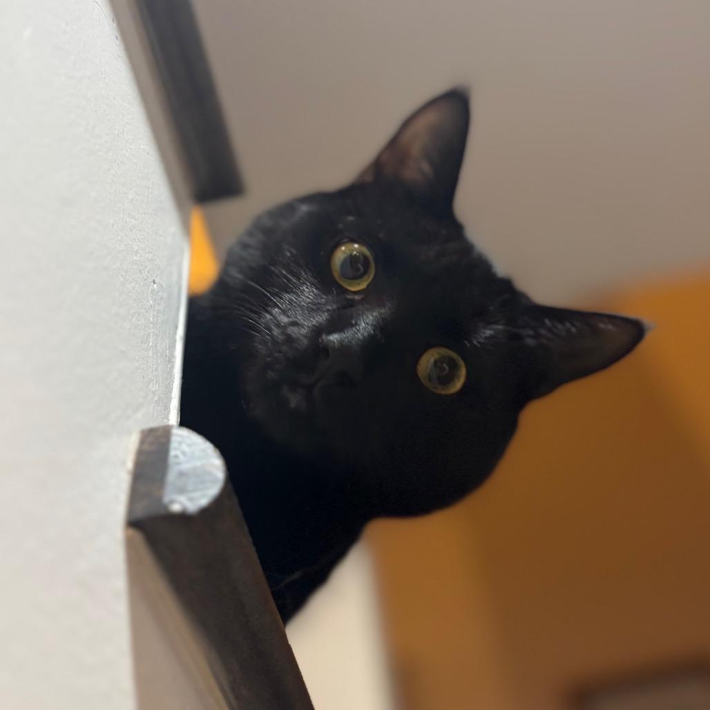 Enlarge Doodles, a Adoptable Domestic Short Hair in Plainfield, IL image 6/6