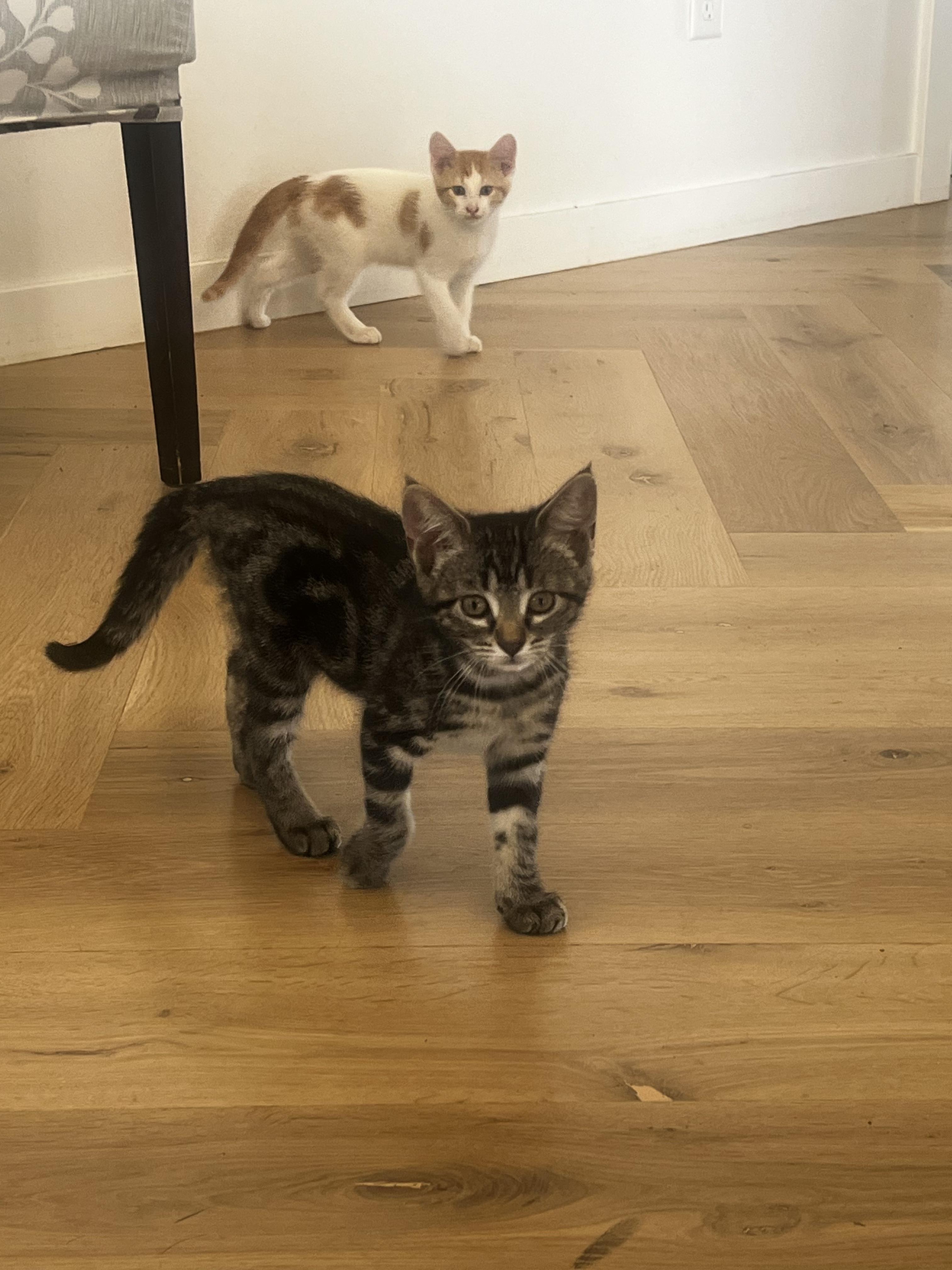 Pollen, adopted, Kitten Female Domestic Short Hair.