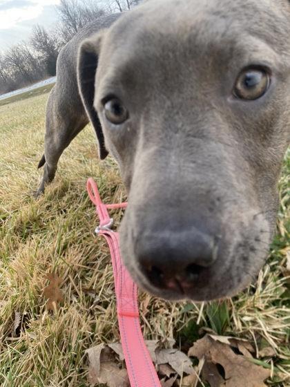 Enlarge Audrey, a Adoptable mixed breed in Hobart, IN image 1/3