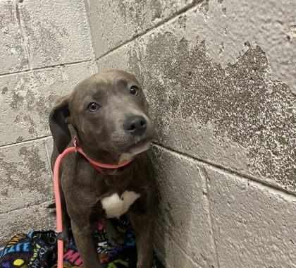 Enlarge Audrey, a Adoptable mixed breed in Hobart, IN image 2/3