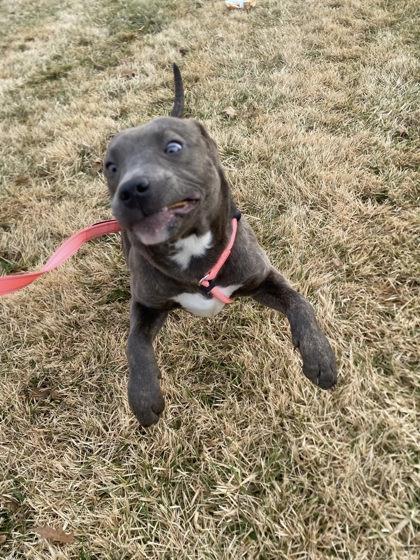 Enlarge Audrey, a Adoptable mixed breed in Hobart, IN image 3/3