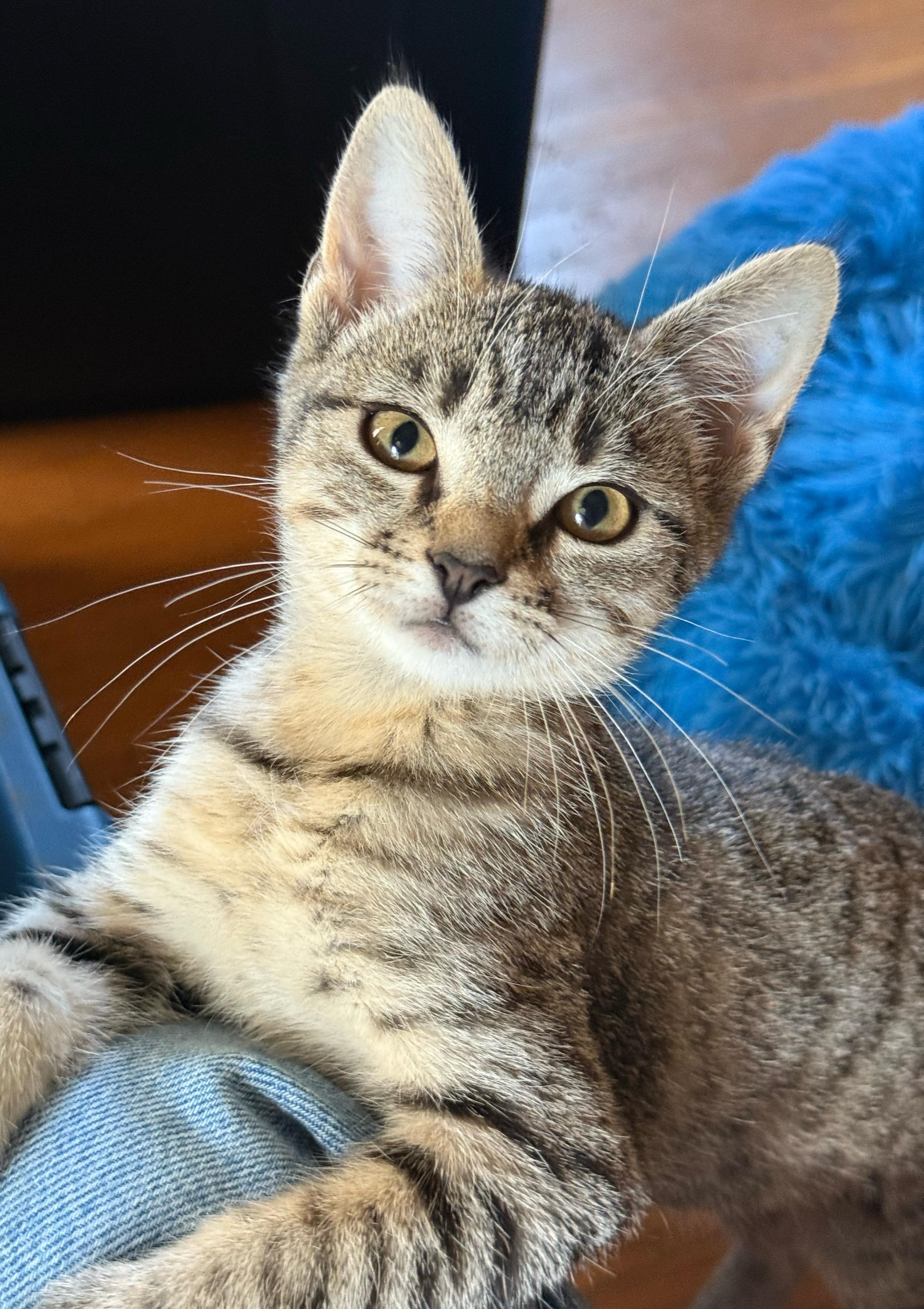 Tulip, a Adoptable Domestic Short Hair in Shreveport, LA image 2/4