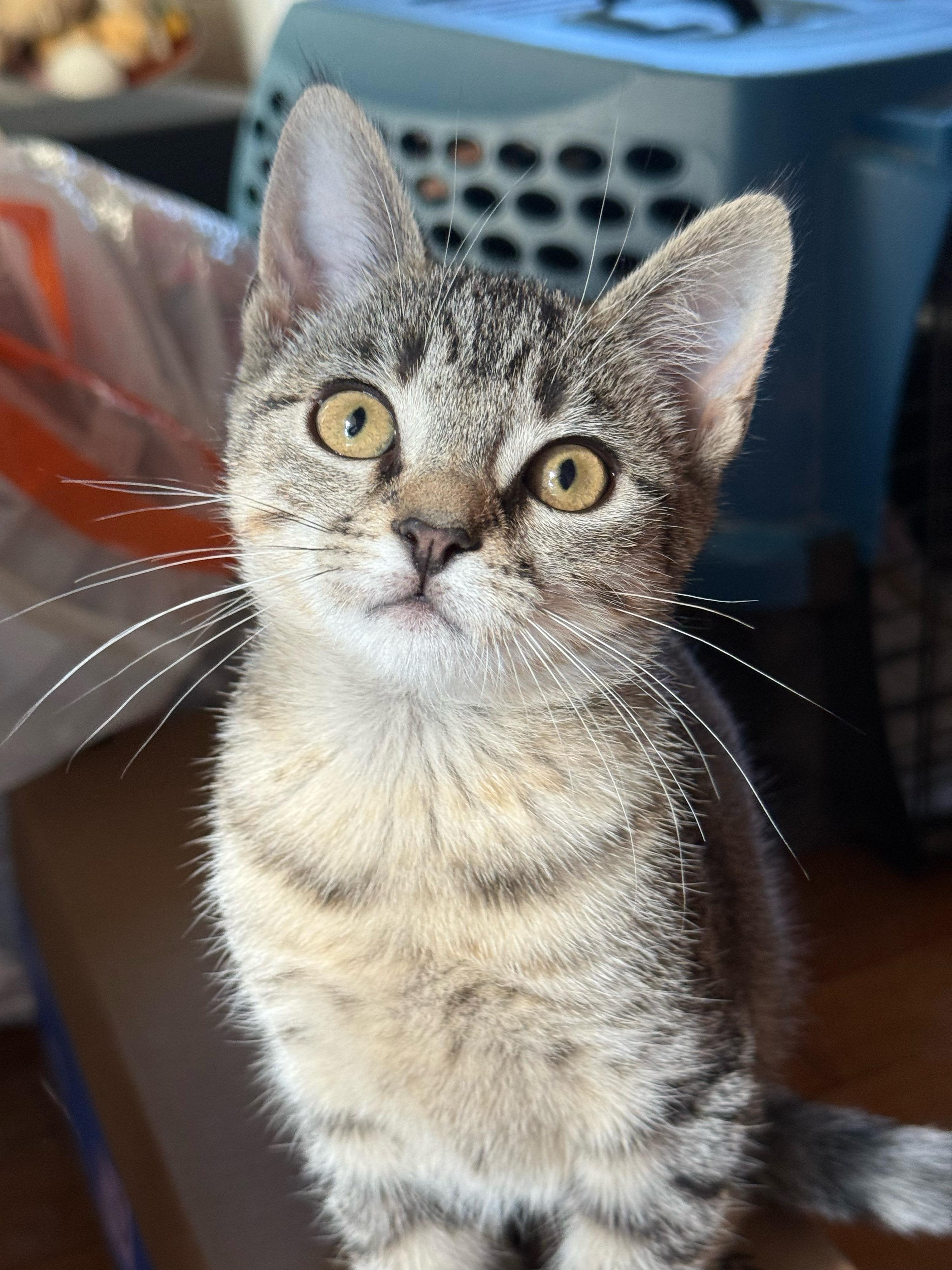 Tulip, a Adoptable Domestic Short Hair in Shreveport, LA image 3/4