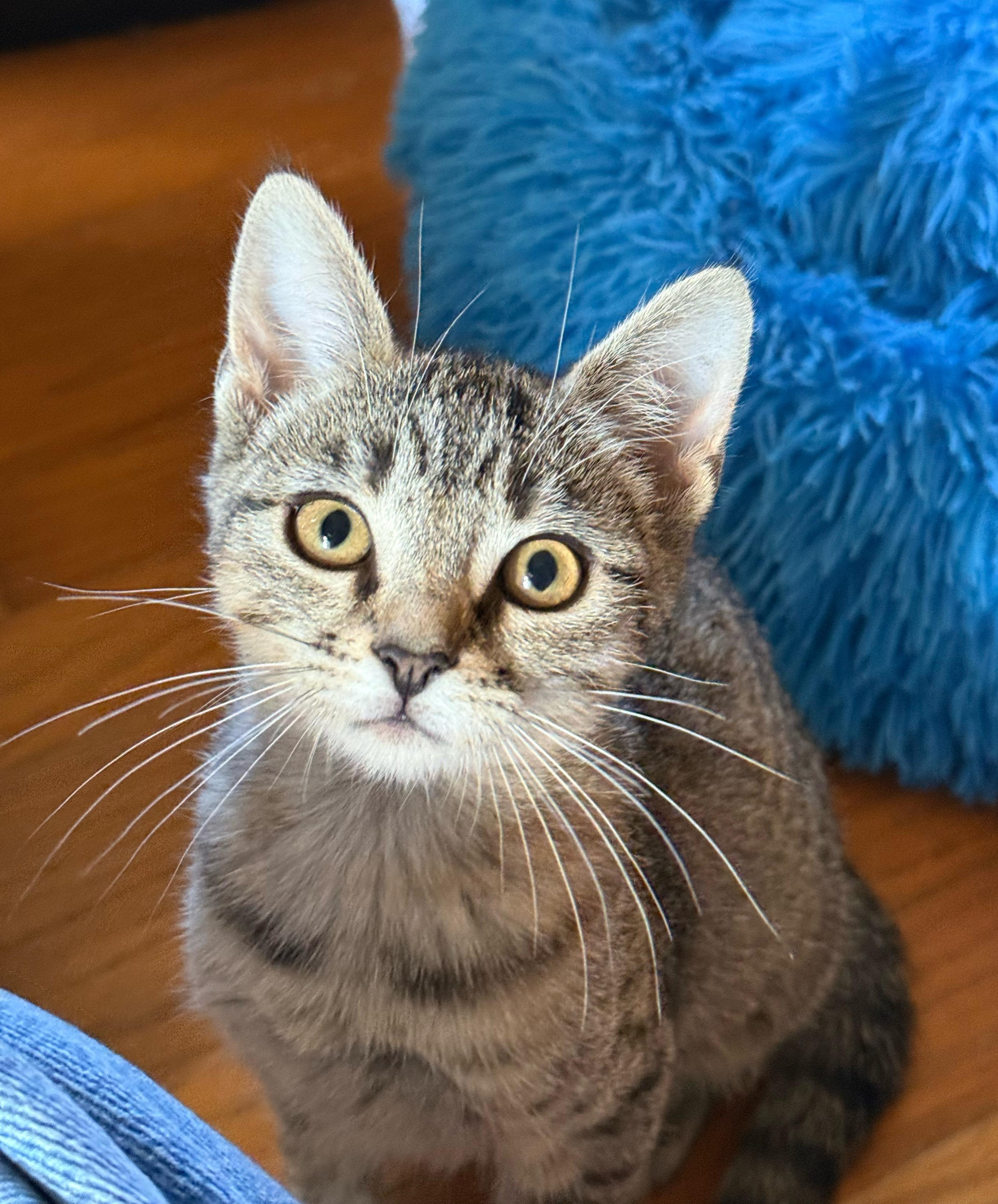 Tulip, a Adoptable Domestic Short Hair in Shreveport, LA image 4/4