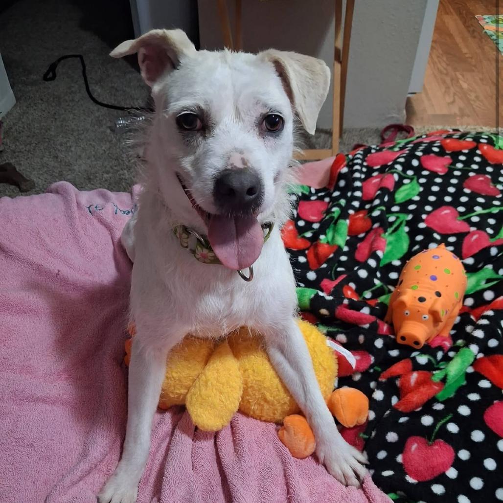 Enlarge Luna, a Adoptable Mixed Breed in Houston, TX image 1/6