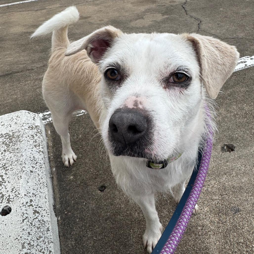 Enlarge Luna, a Adoptable Mixed Breed in Houston, TX image 2/6