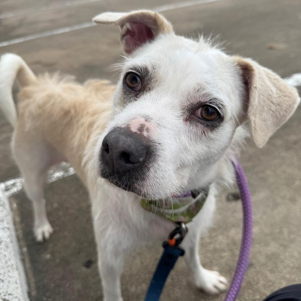 Enlarge Luna, a Adoptable Mixed Breed in Houston, TX image 3/6