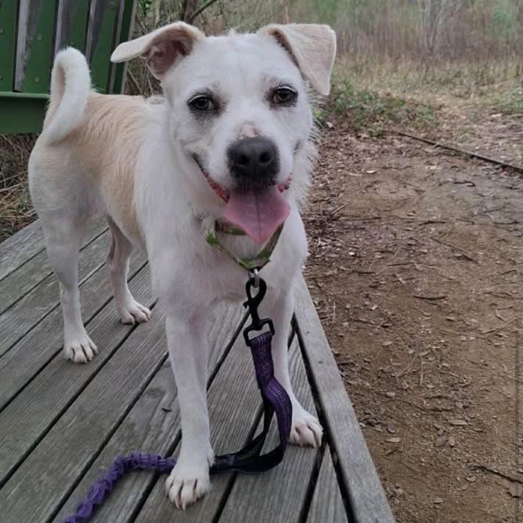 Enlarge Luna, a Adoptable Mixed Breed in Houston, TX image 4/6