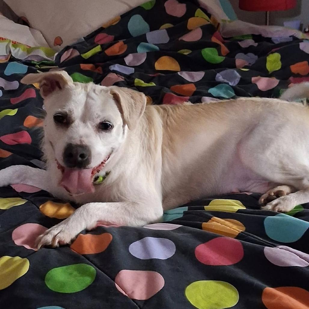 Enlarge Luna, a Adoptable Mixed Breed in Houston, TX image 5/6