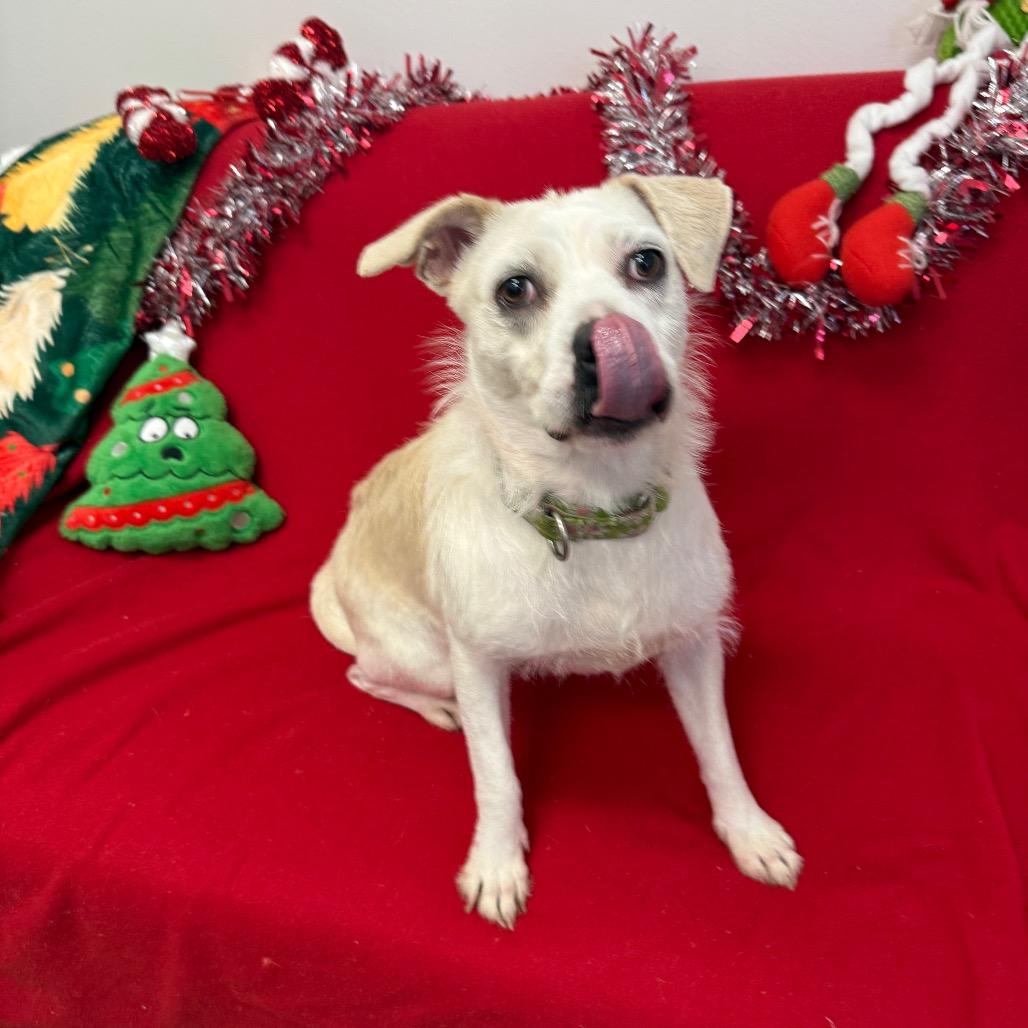 Enlarge Luna, a Adoptable Mixed Breed in Houston, TX image 6/6