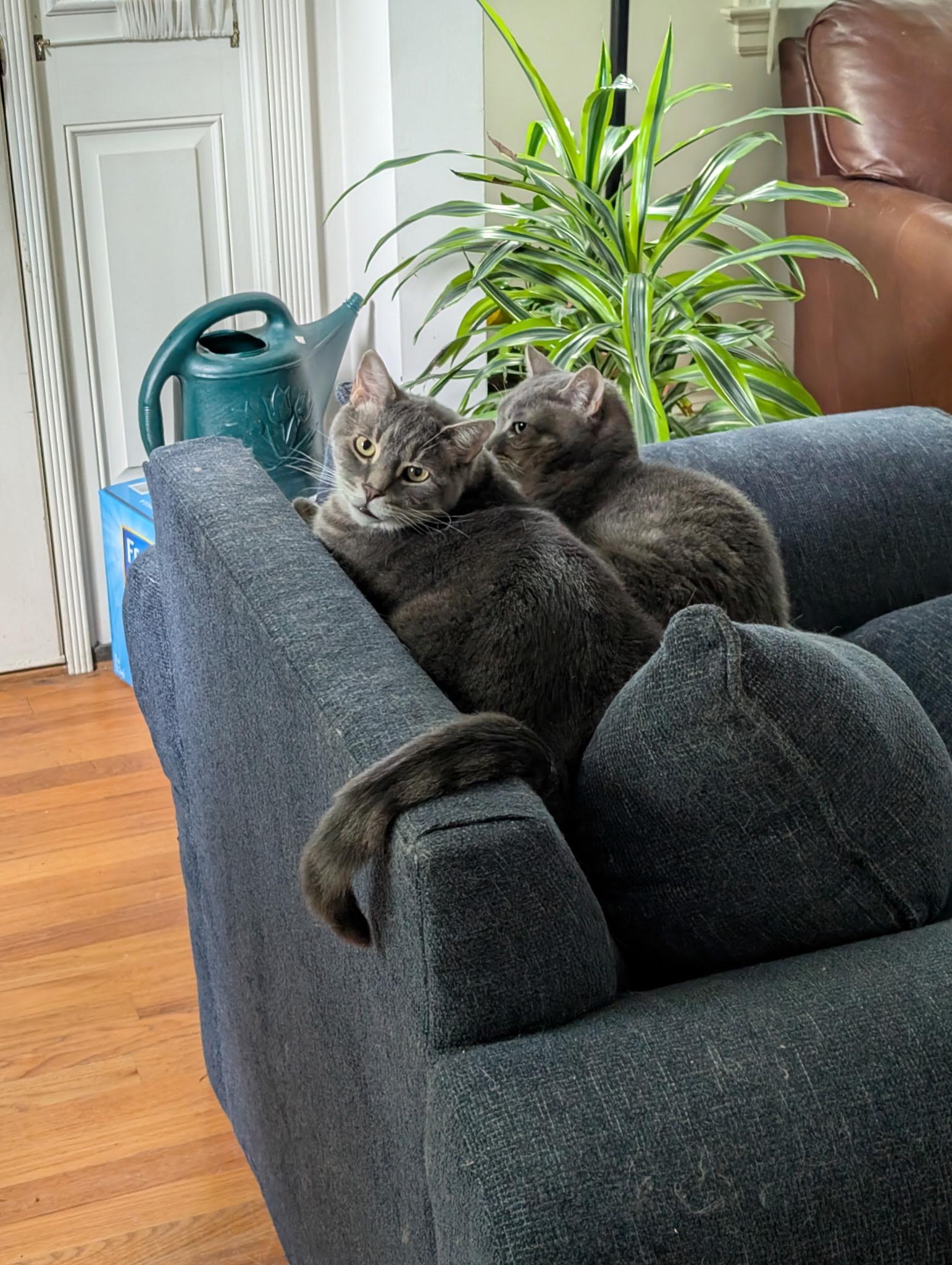 Lilith and Blair (Bonded Pair in CT), Adoptable, Adult Male Domestic Short Hair.