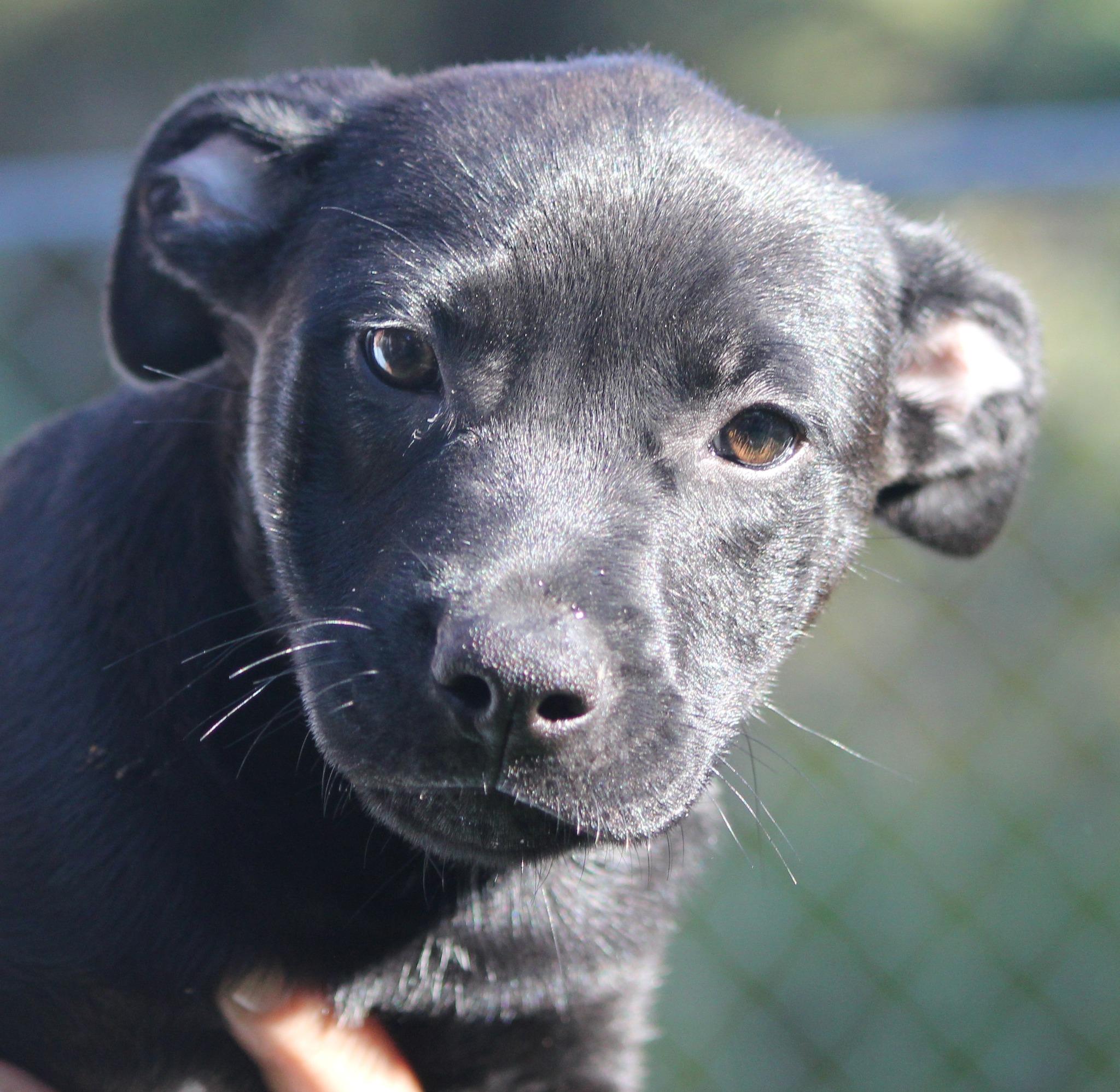 Midnight, a Adoptable mixed breed in Hayward, WI image 1/2