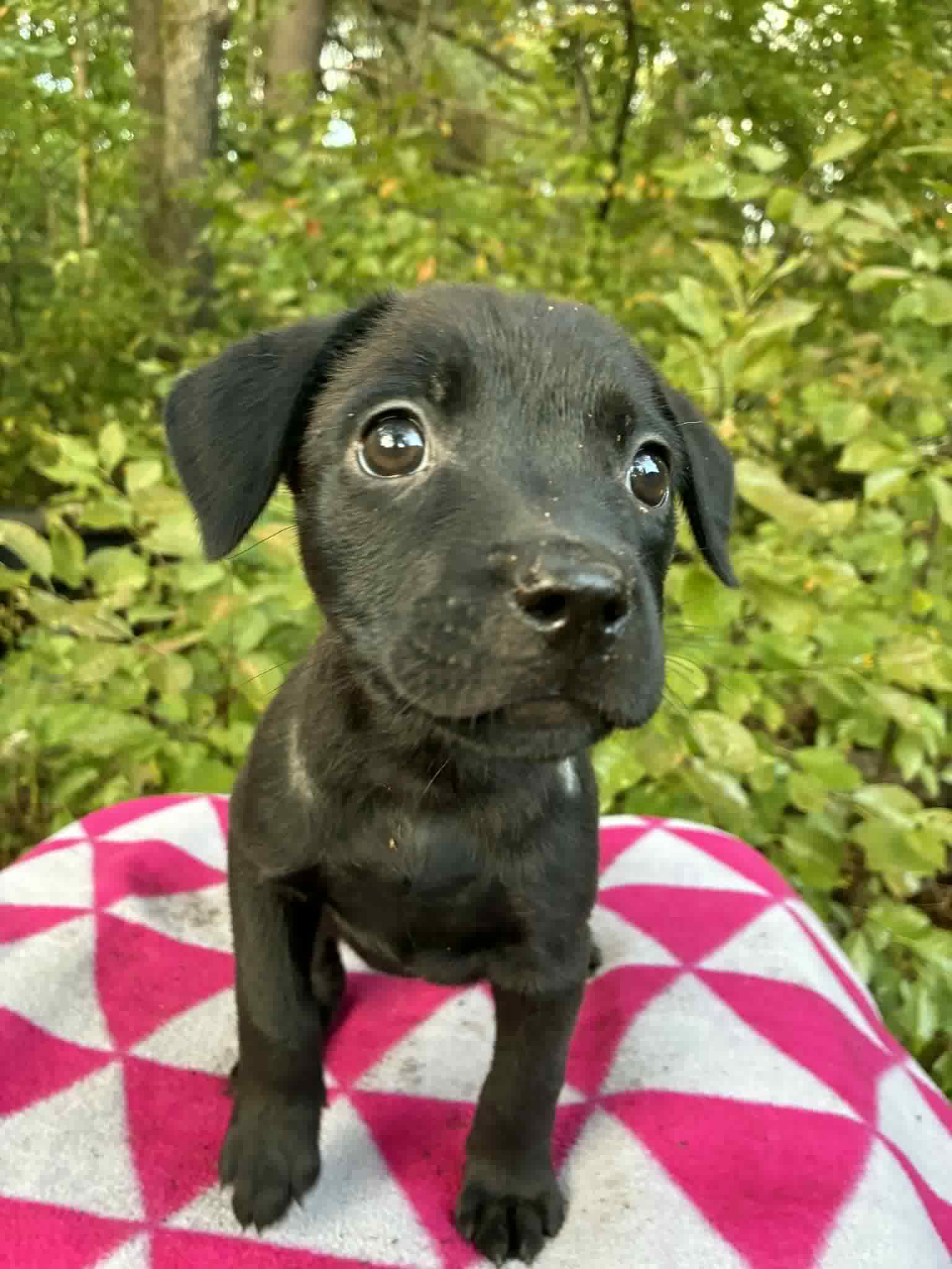 Midnight, a Adoptable mixed breed in Hayward, WI image 2/2