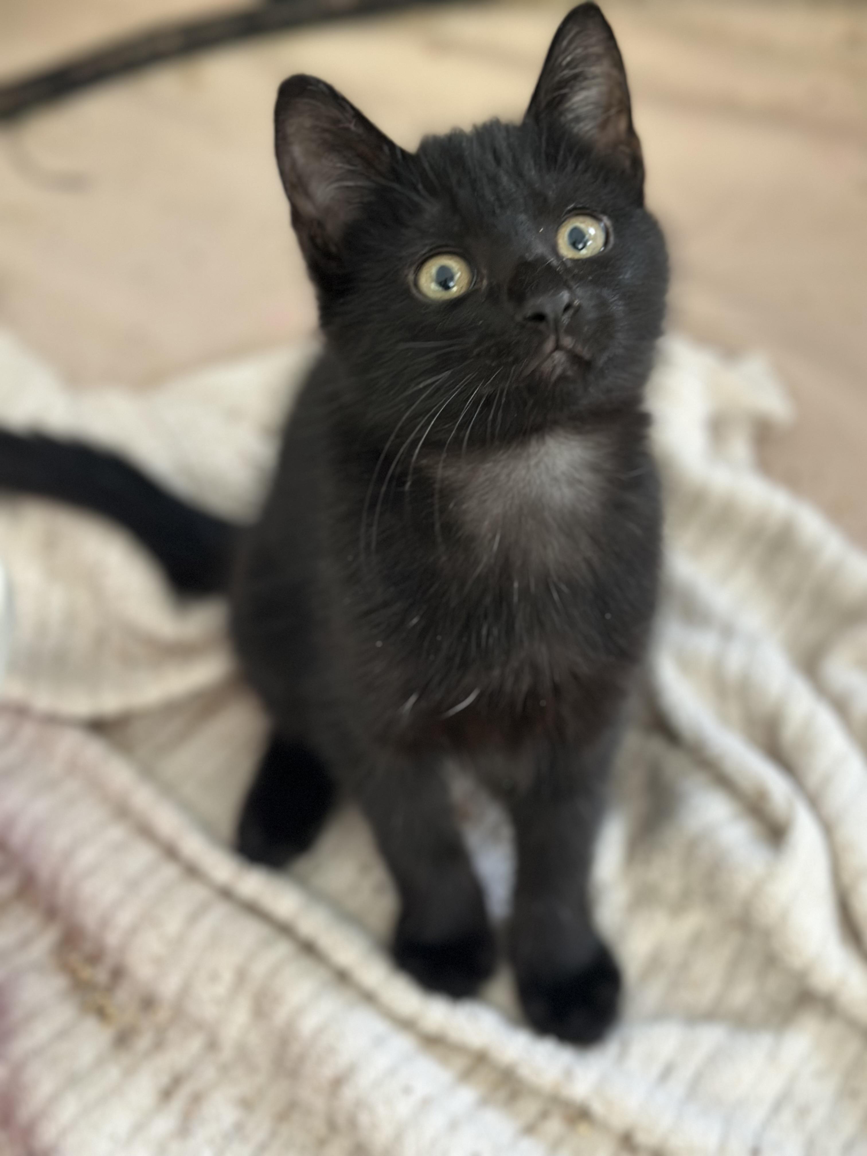 Enlarge Doodle baby kitten *video* (great with kids and pets)! , a Adoptable Domestic Short Hair in Port Orange, FL image 3/4