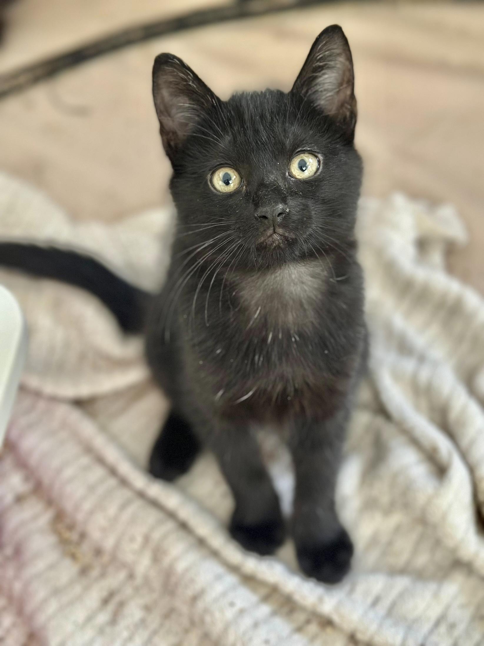 Enlarge Doodle baby kitten *video* (great with kids and pets)! , a Adoptable Domestic Short Hair in Port Orange, FL image 2/4