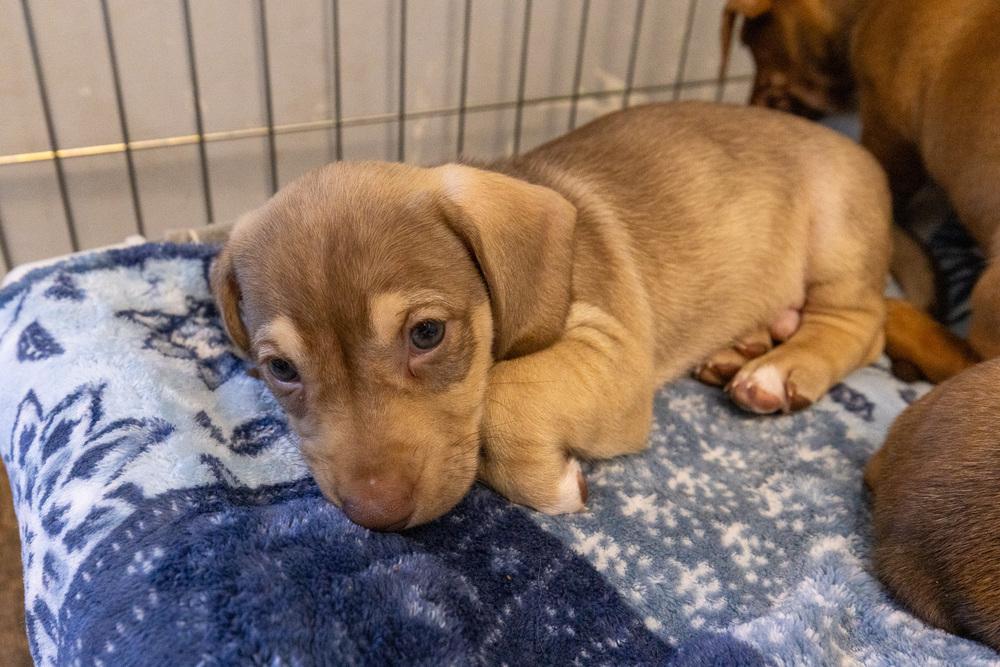 Puppies, Adoptable, Puppy Female Dachshund & Chihuahua.