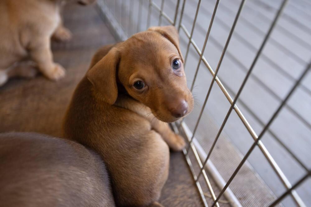Christopher, Adoptable, Puppy Male Dachshund & Chihuahua.