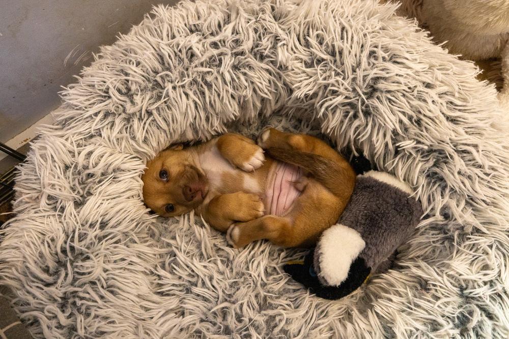 Enlarge Puppies, a Adoptable mixed breed in Santa Rosa, CA image 3/5
