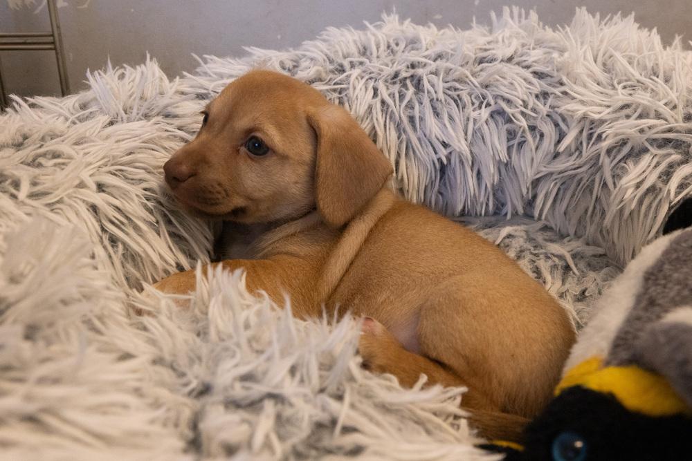 Enlarge Puppies, a Adoptable mixed breed in Santa Rosa, CA image 4/5