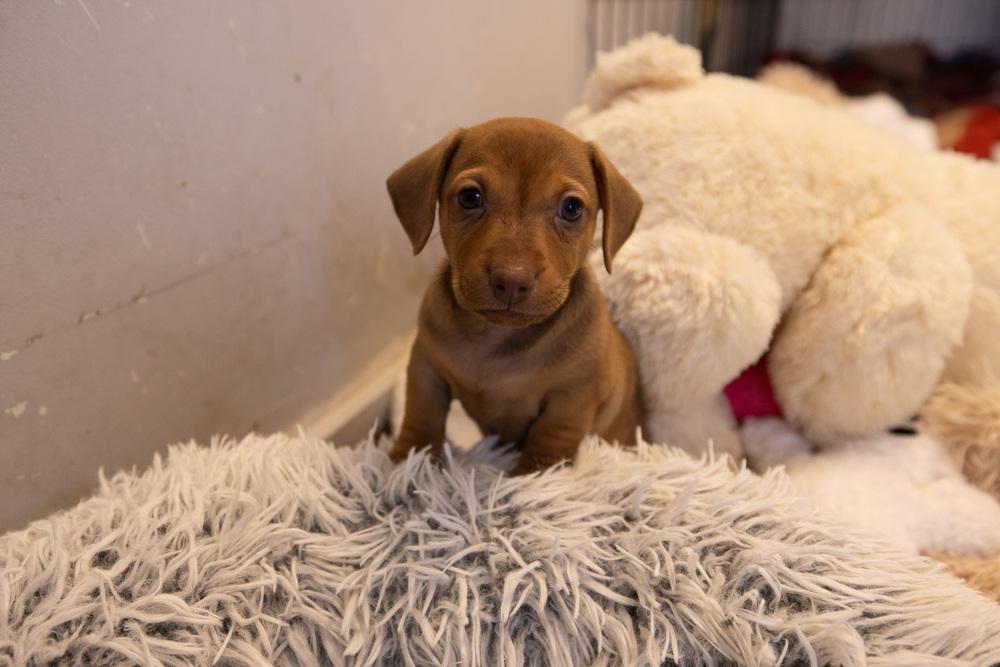 Enlarge Puppies, a Adoptable mixed breed in Santa Rosa, CA image 5/5
