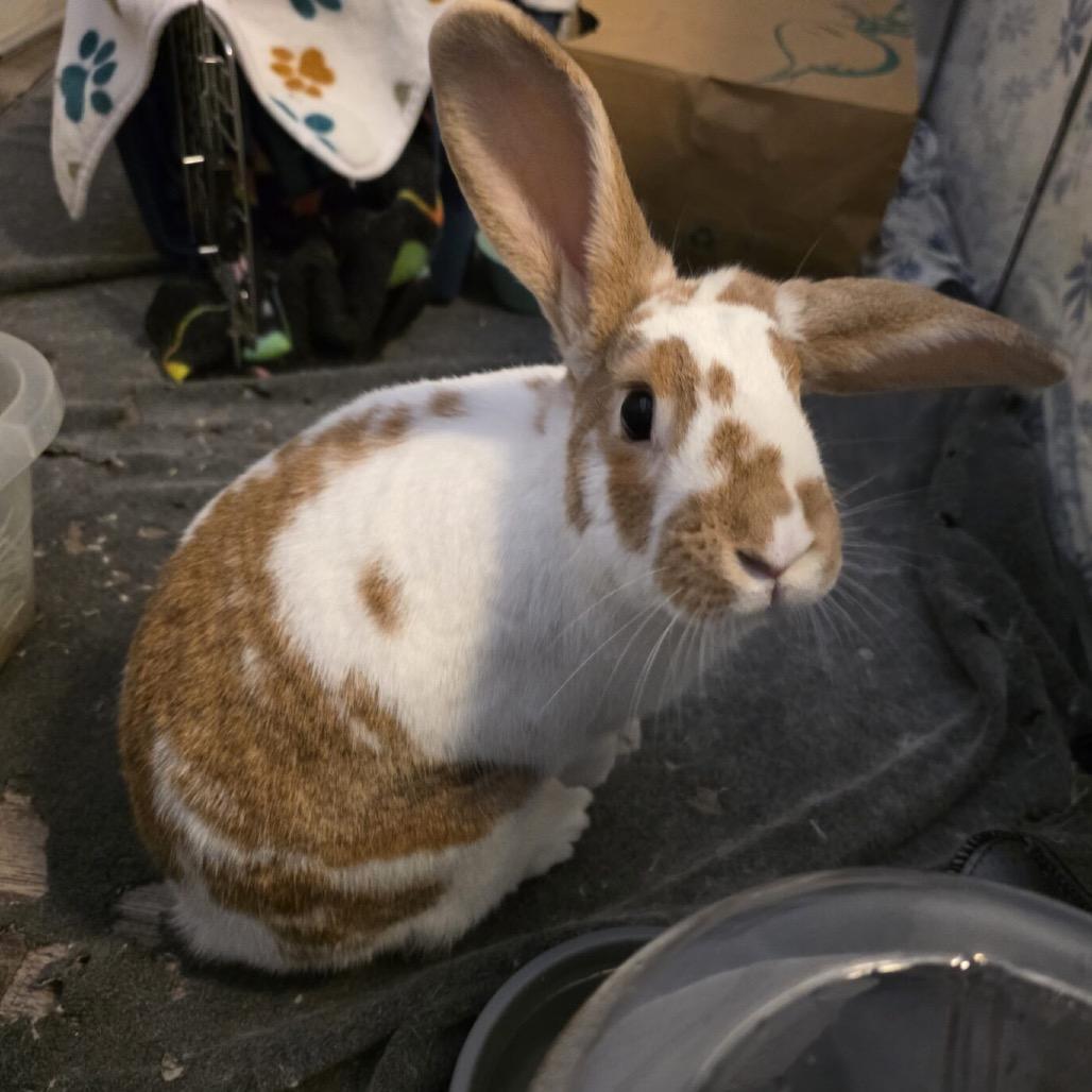 Enlarge Harry, a Adoptable English Spot in Houston, TX image 1/2