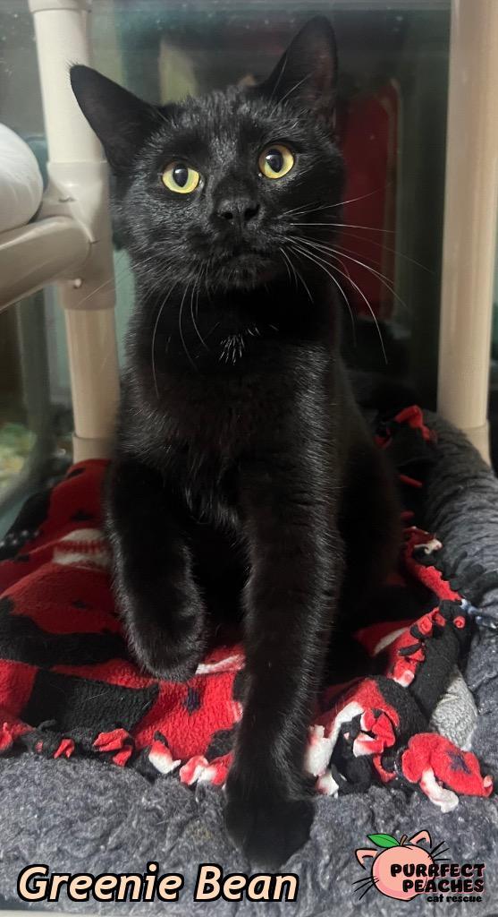 Greenie Bean, Adoptable, Young Male Domestic Short Hair.