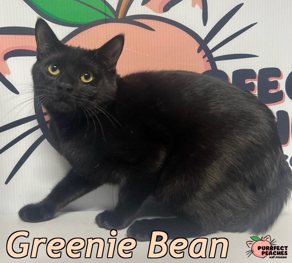Enlarge Greenie Bean, a Adoptable mixed breed in Douglasville, GA image 2/4