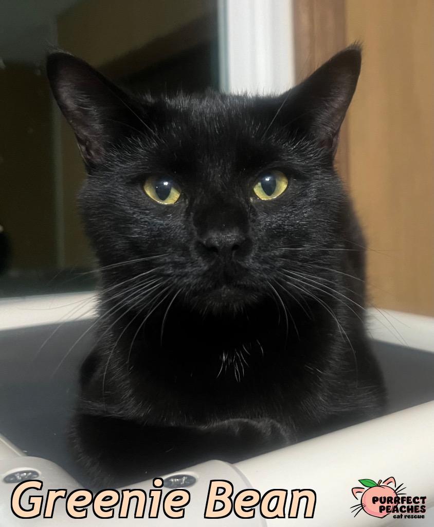 Enlarge Greenie Bean, a Adoptable mixed breed in Douglasville, GA image 3/4