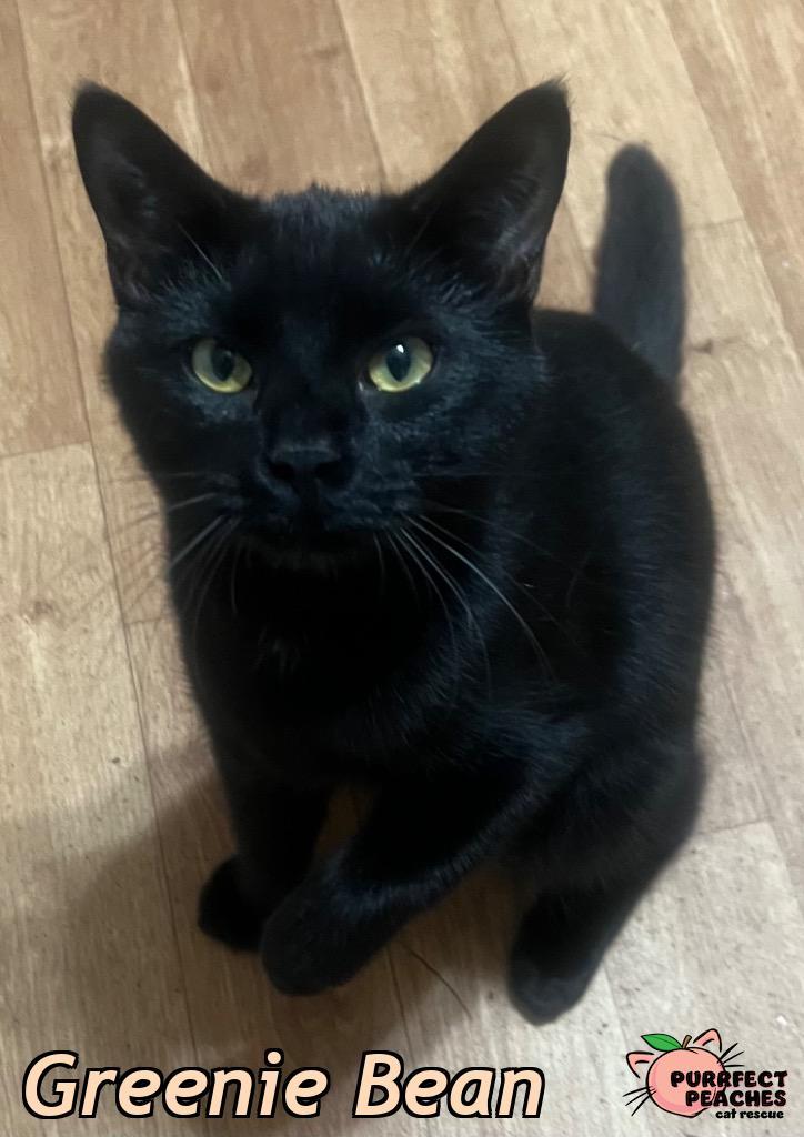 Enlarge Greenie Bean, a Adoptable mixed breed in Douglasville, GA image 4/4